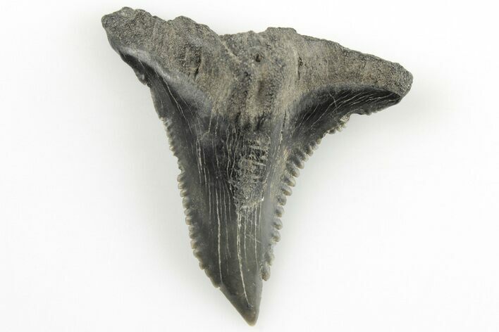 Snaggletooth Shark (Hemipristis) Tooth - Aurora, NC #203565